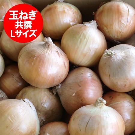 北海道 たまねぎ 10kg 送料無料 北海道産 玉ねぎ 10kg Lサイズ 玉葱 共撰 野菜 たまねぎ