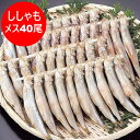 ししゃも 送料無料 ししゃも メス 北海道 子持ち ししゃも 北海道産 本ししゃも シシャモ メス 40尾 ( 20尾×2 ) 箱入り 魚介類 水産加工品 シシ...