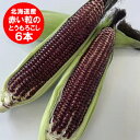 9月中旬より順次発送 とうもろこし 送料無料 赤いスイートコーン 北海道 あかい粒のとうもろこし 大和ルージュ L~2Lサイズ 6本 野菜 とうもろこし レッドコーン