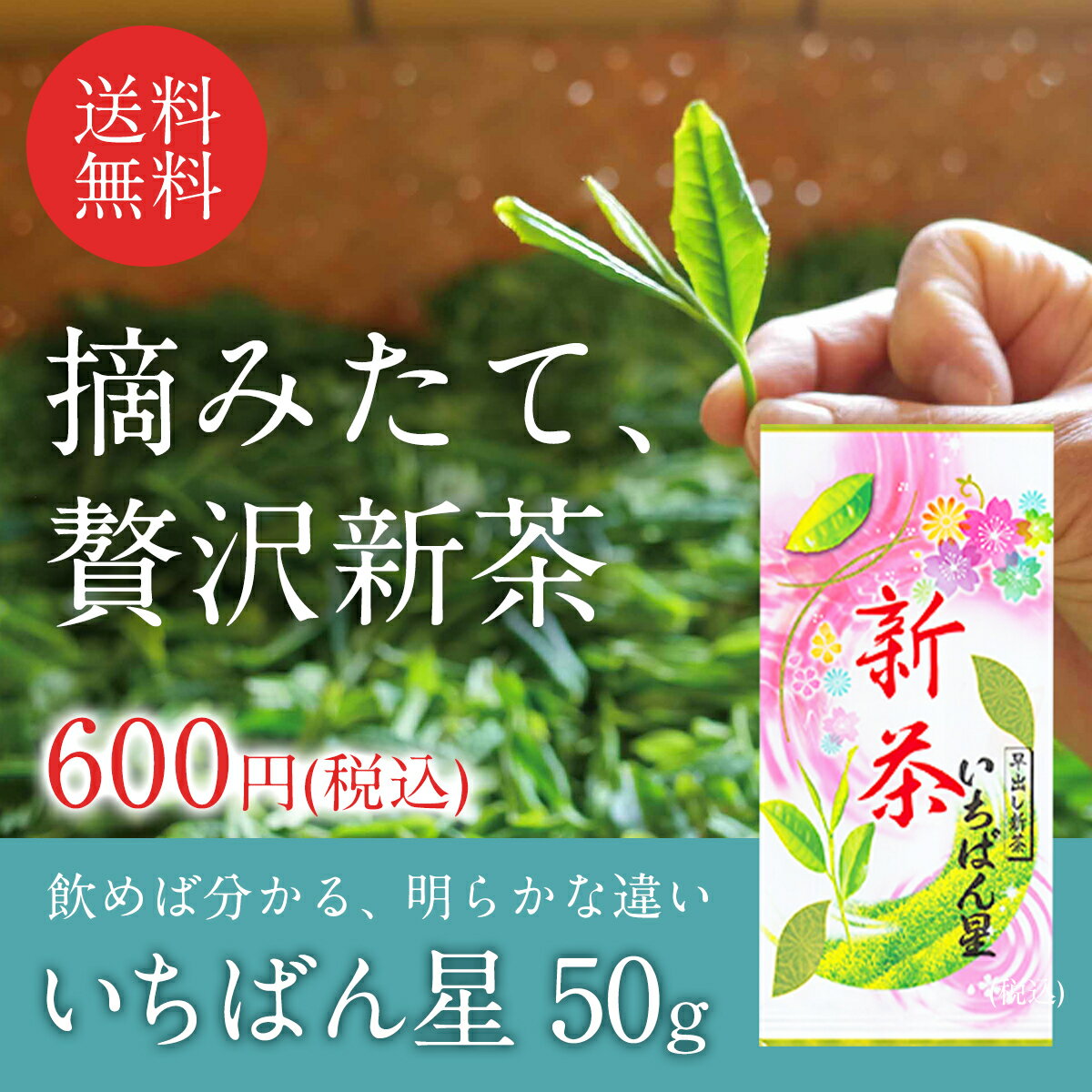 新茶 2024 いちばん星 50g 緑茶 煎茶 日本茶 宇治茶