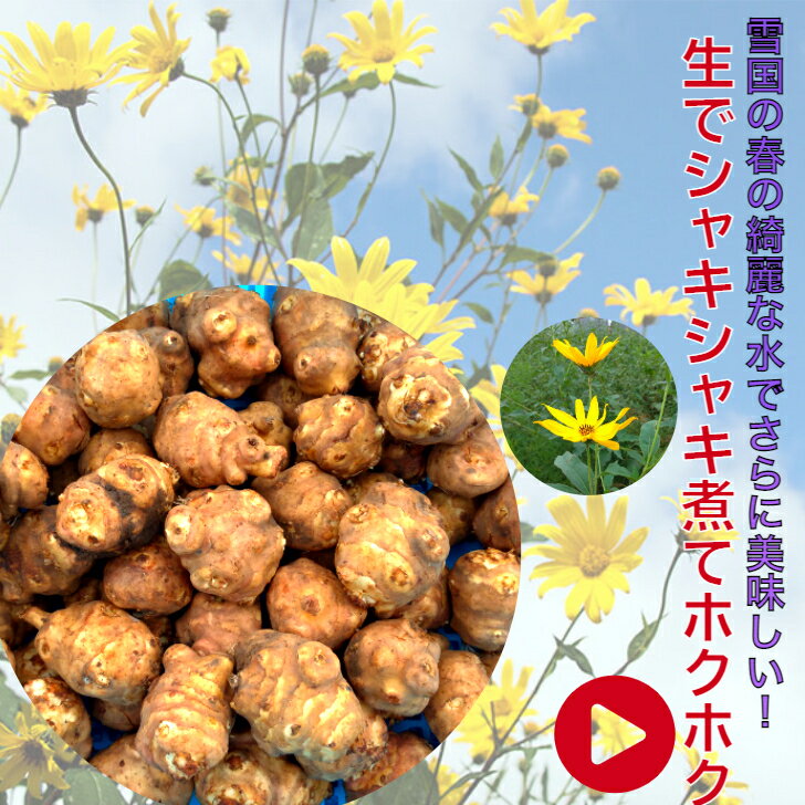 【北海道の石狩直送 土付き 初堀り生菊芋】今のご注文分は12月初旬~順次発送 石狩のみらい畑 キクイモ研究会 イキイキ 野生栽培 生菊芋1kg 菊芋の収穫時期 ...