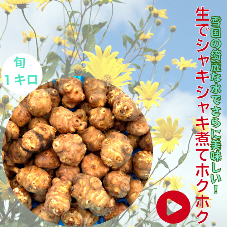 菊芋パウダー90g×2袋（きくいも）【送料無料・岡山県産MOA自然農法菊芋使用】無添加・農薬不使用・化学肥料不使用・油不使用・化学調味料不使用・高温長時間乾燥により殺菌／成分凝縮