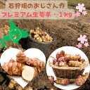 春の手洗い菊芋 【お客様お気に入り900超】 今のご注文は5月上旬〜順次発送 菊芋 菊芋 の 保存⽅法 菊芋 1キロ 菊芋 種芋 菊芋の花の写真 ...