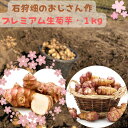 お客様のお気に入り900超えしました！雪国の生菊芋 只今のご注文は4月上旬順次発送 プレミアム生菊芋