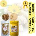 新!人気セット 完全無農薬 野菜 菊芋 人気の生菊芋2キロ使用 お日様いっぱい天日干しビタミン豊富 菊芋のきんぴら 菊芋パウダー 菊芋チップス ヨーグルト きく...