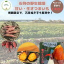 【石狩農場・工房直送】数量限定品 1・石窯焼き芋新発売 2・生サツマイモ 石狩の農場から直送 今のご注文分は、7月下旬から順次発送 ちょっと訳あり 新!野生栽培のパワーで、甘くて美味しい!さつまいも 生さつまいも さつまいも 訳あり 種類 紅はるか みらい畑