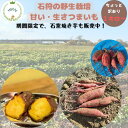 【期間限定】 1・石窯焼き芋新発売 2・生サツマイモ 石狩の農場から直送 今のご注文分は、5月中旬から順次発送 ちょっと訳あり 新!野生栽培のパワーで、甘くて美味しい!さつまいも 農家 直売 生さつまいも さつまいも 訳あり 種類 紅はるか みらい畑(4)