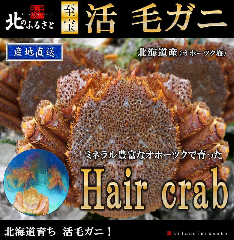 北海道産 オホーツク海 活 毛蟹 450g前後 1尾 毛がに 毛ガニ かに カニ 蟹 北海道 北国  ...