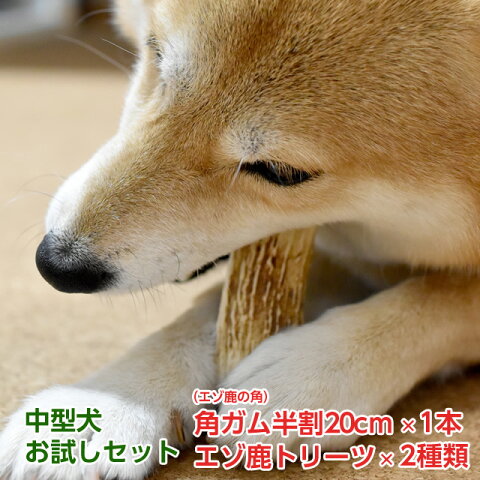 鹿の角を くれた人は しばらくは好きです 鹿の角を くれた人は しばらくは好きです