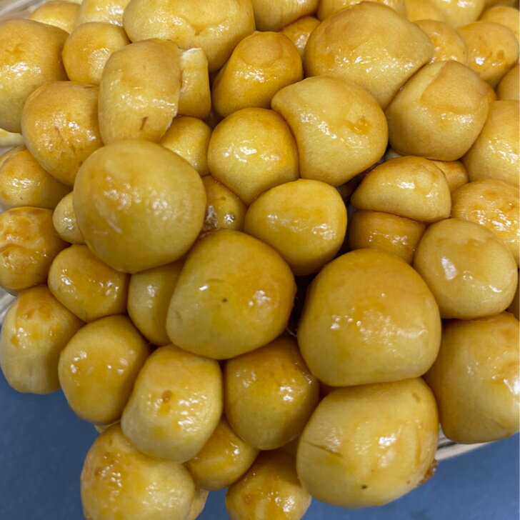 ���̳�ƻ���׳��դ��ʤᤳ�ʳ�ʪ������9���������γ ̵���� �ʥᥳ ��̳�� ľ�� ���Τ� ���Υ� �ݳ� Ĳ�� ̣���� ����