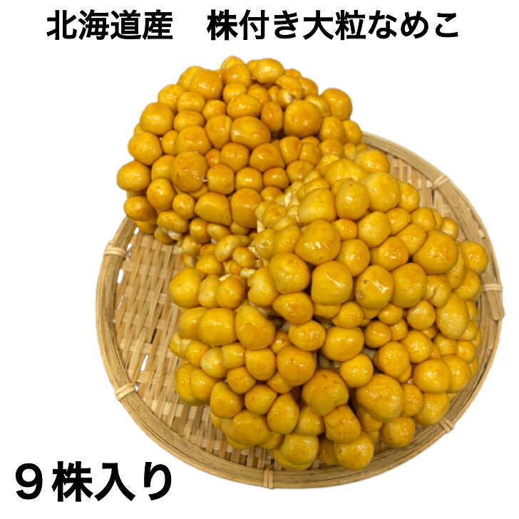 「北海道産」株付きなめこ（株物タイプ9株入り）大粒 無選別 ナメコ 業務用 直送 きのこ キノコ 菌活 腸活 味噌汁 新鮮