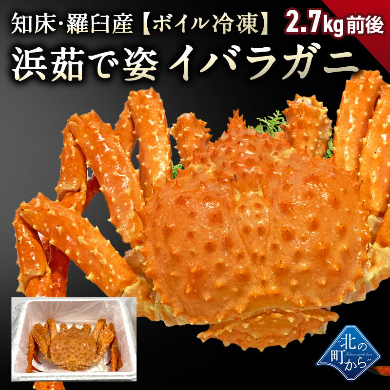 タラバガニより味が濃いと評判の知床・羅臼産 イバラガニ 入荷数極小！ 【浜茹で急速冷凍 姿】 2.7kg前後 正真正銘の羅臼産イバラガニは味が濃い！ 茨蟹 茨ガニ 茨カニ いばらがに イバラカニ いばらかに 蟹 カニ タラバ たらばがに【12/20より順次発送】