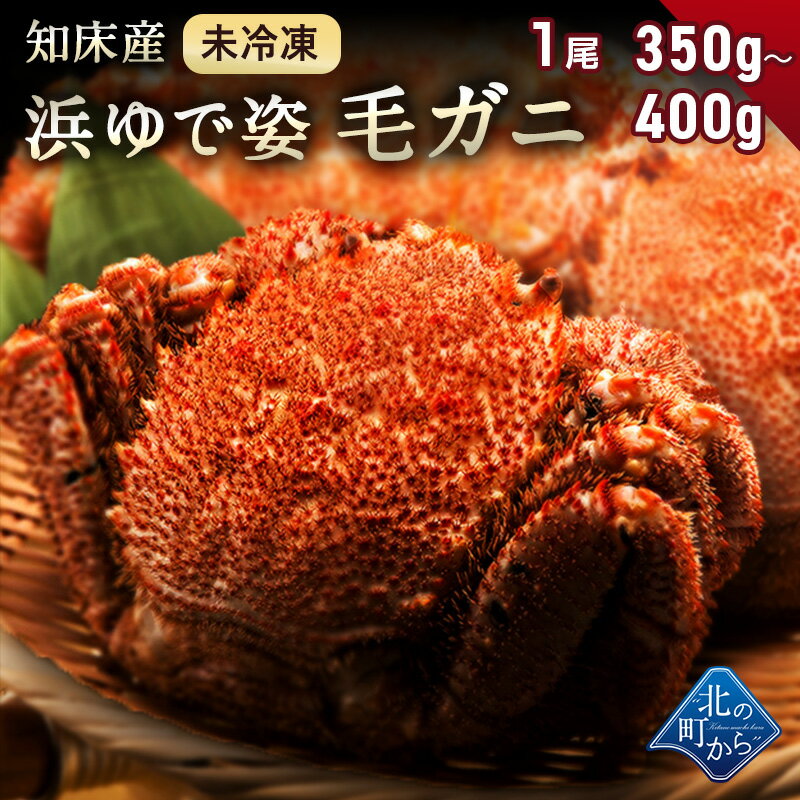 毛ガニ 毛ガニ 希少な北海道 知床産 350g～400g 【浜茹で未冷凍 姿】 採れたての毛蟹を新鮮なうちに浜茹でに！ 毛蟹 毛カニ 毛かに 毛がに カニ 蟹【同梱不可】【水揚げ次第順次発送(7営業日目安)】