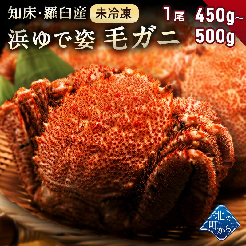 【ご予約商品】毛ガニ 希少な知床・羅臼産 450g〜500g 【浜茹で未冷凍 姿】 採れたての毛蟹を新鮮なうちに浜茹でに！ 毛蟹 毛カニ 毛かに 毛がに カニ 蟹【同梱不可】【2023年4月頃より順次発送】