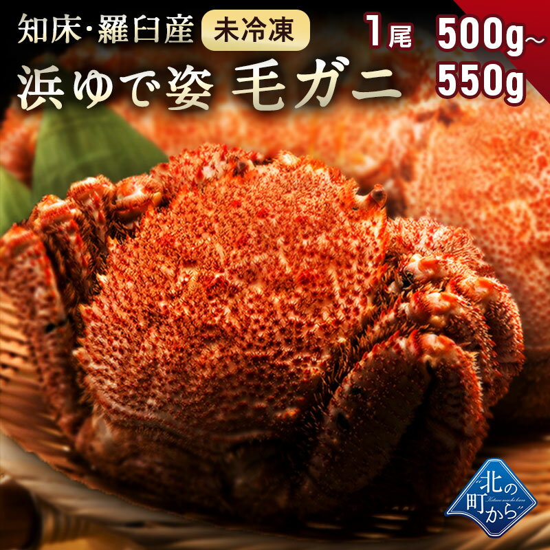 【期間限定3個まとめ買いで4,500円OFF!】毛ガニ 希少な北海道 知床・羅臼産 500g〜550g 【浜茹で未冷凍 姿】 採れたての毛蟹を新鮮なうちに浜茹でに！ 毛蟹 毛カニ 毛かに 毛がに カニ 蟹 【同梱不可】【水揚げ次第順次発送(7営業日目安)】のサムネイル