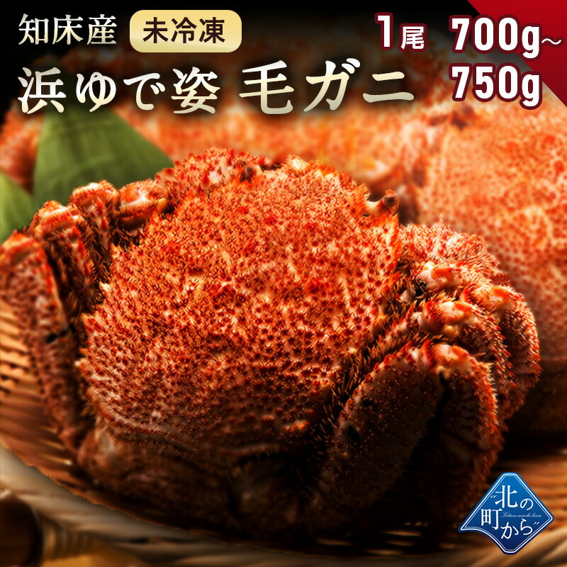 【ご予約商品】毛ガニ 希少な知床産 700g～750g 【浜茹で未冷凍 姿】 採れたての毛蟹を新鮮な ...