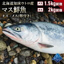 マス鮮魚 北海道 知床・羅臼産 オス2kg前後/メス卵付き1.5kg前後(メスの場合4,980円) とれたてを新鮮なうちに発送! ます 鱒 鮮魚 産直 直送 冷蔵 チルド【同梱・着日指定不可】【水揚げ次第発送】