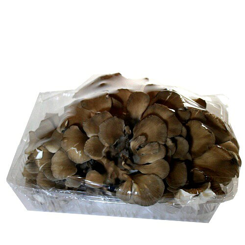 ＜送料込＞愛別産 きのこの里あいべつの舞茸ジャンボ まいたけ大株2個【計1kg】北海道 お土産 マイタケ 大株 キノコ お取り寄せ kitanomori-10008330 北海道物産展の「北の森ガーデン」 サンプル画像3