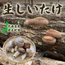 【シイタケ詰合せセット/生シイタケ4袋/乾燥シイタケスライス・丸各3袋】北海道 道産 新得 しいたけ シイタケ 椎茸 絶品 肉厚 バターソテー 鍋 無添加 味噌...