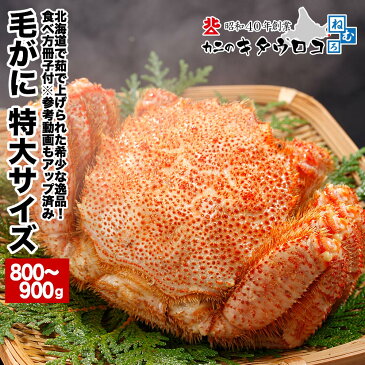 【年末指定OK】特大毛がに 800～900g×1尾入 送料無料 北海道当店工場加工お取り寄せ 毛ガニ 毛蟹 かに カニ 蟹 年末指定OK