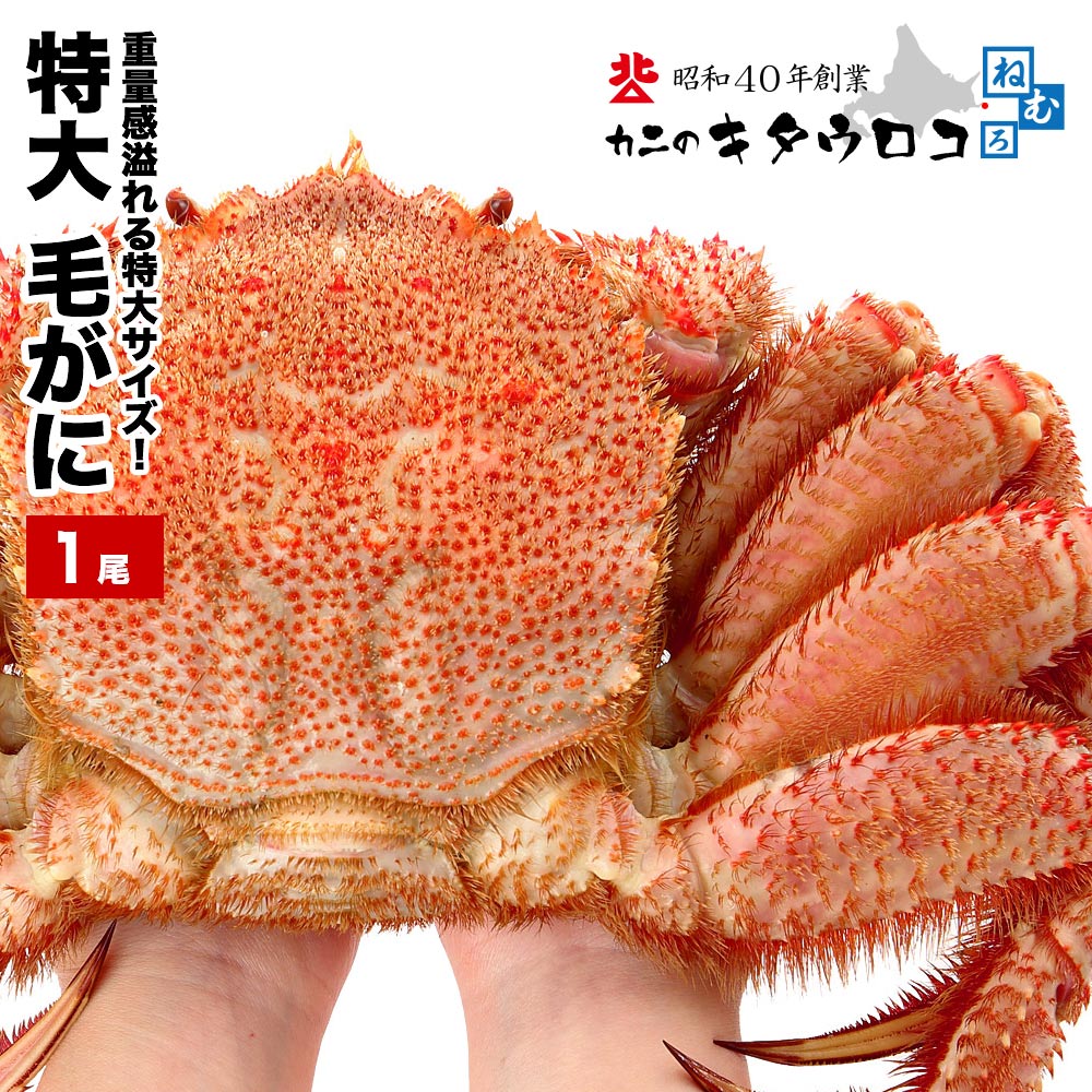 【年末指定OK】 超特大サイズ 毛ガニ 1尾 1kg〜1.1kg 北海道産 ロシア産 送料無料 毛がに 取り扱い24,000尾突破！毛蟹 かに カニ 蟹 ka 年末指定