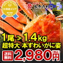 全商品ポイント5倍なまらでかいっ!【厳選】北海道加工 超特大 本ずわいがに姿 1.4kg×1尾入【送料無料】かに/カニ/蟹/ズワイ - カニのキタウロコ