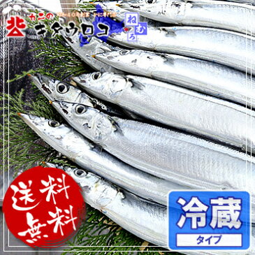 水揚げ迄の距離が勝負？！本場 北海道 根室産とろさんま 130〜140g前後×10尾入【送料無料】サンマ祭り 北海道 根室直送 同梱不可 指定日不可 秋刀魚 さんま 生さんま 居酒屋メニュー