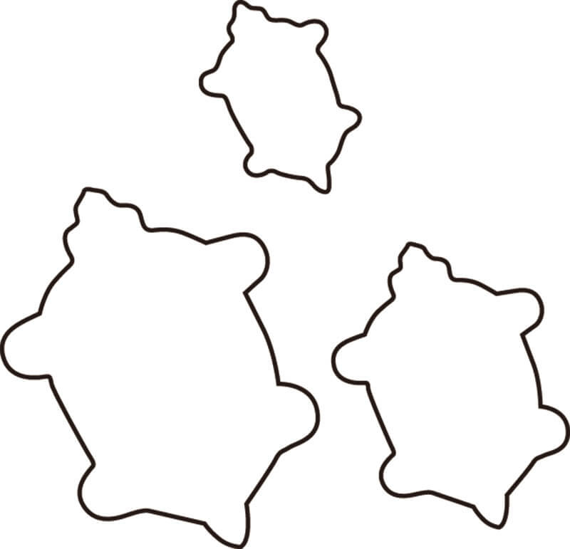 生抜 3PC 亀 送料無料