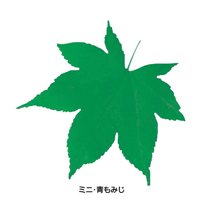 【仕様】 メーカー品番：65783 型：ミニ・青もみじ 幅×奥行：75×74mm 型抜きクリアシート ●安全性を高めるために、印刷柄を両面OPフィルムでラミネート加工し、臨場感あふれる自然のままの葉形に、切り抜き加工をしております。 趣のある風情を演出する時に最適です。 ※入数