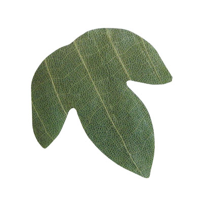 【仕様】 メーカー品番：23921 規格：かえで型 間口×奥行：65×60mm 干朴葉懐敷 ●天然の朴葉を乾燥させ、型抜きしました。 ●無着色のため、食材も安心して盛り付けできますので野趣あふれる演出に最適です。 ※天然の朴葉を使用しているため、ご使用前に食品用アルコール等で拭浄されることをおすすめします。 ※入数