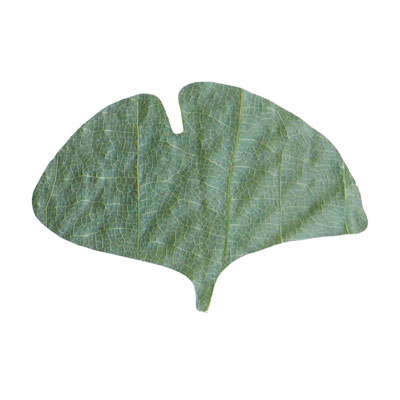 【仕様】 メーカー品番：23922 規格：銀杏型 間口×奥行：45×70mm 干朴葉懐敷 ●天然の朴葉を乾燥させ、型抜きしました。 ●無着色のため、食材も安心して盛り付けできますので野趣あふれる演出に最適です。 ※天然の朴葉を使用しているため、ご使用前に食品用アルコール等で拭浄されることをおすすめします。 ※入数