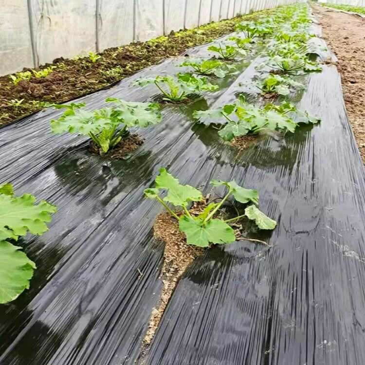 【送料無料】200cm×100m ビニールハウス 農業用ビニール 雑草防止シート 除草シー...