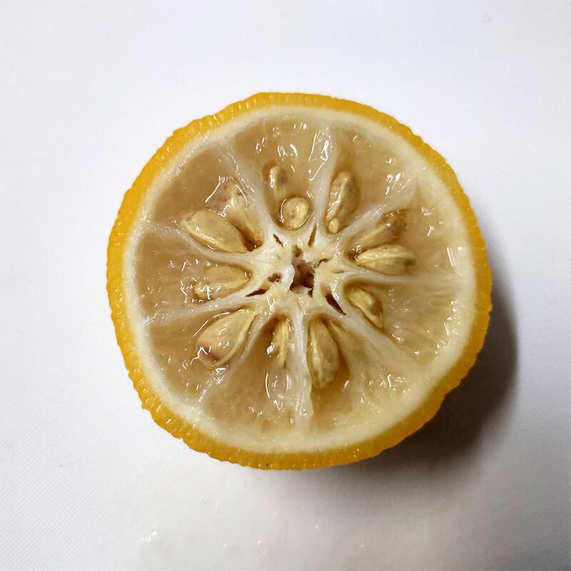 【冷凍】木頭ゆず大玉(黄玉)・約1kg(5～6玉)黄金の村 徳島 木頭ゆず ゆず ユズ yuz...
