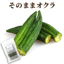ホワイトデー 甘くない お菓子 野菜チップス ギフト 【 オクラチップ 平袋入り 】 プチギフト 手土産 日持ち 常温 お土産 贈り物 おつまみ お礼 挨拶 ご...