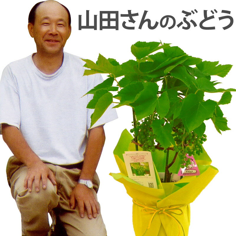 【予約受付中】 父の日 鉢植え プレゼント ぶどう 葡萄 苗 苗木 デラウェア 『山田さんの ぶどうの木 鉢 植え 』 果物 果樹鉢 果樹 ギフト 贈り物 植物 鉢花 果実 フルーツ 父親 誕生日プレゼント お父さん 男性 祖父 義父 父 40代 50代 60代 70代 古希 還暦祝い ブドウ 2024