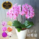 胡蝶蘭 お祝い 古希祝い プレゼント 母 鉢植え 花鉢 『 ミディ胡蝶蘭 5.5号 3F 陶器鉢 』 開店祝い サロン 開業祝い 動物 病院 開院 祝い 観葉植物 ミニ胡蝶蘭 誕生日プレゼント 花 母親 義母 60代 70代 80代 還暦祝い 喜寿 傘寿 米寿 退職祝い ギフト 贈り物