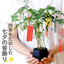 七夕飾り 玄関 七夕飾りセット 置物 キット ミニ 『 短冊 & 風鈴 付 七夕の 笹飾り 』 七夕 笹 飾り セット 短冊 工作 鉢 盆栽 花 鉢植え 竹 ミ...