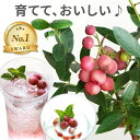 【予約受付中】 父の日 鉢植え プレゼント ブルーベリー 苗 苗木 『 育てる 果樹鉢 ピンクレモネード 』 ブルーベリーの苗木 販売 夏ギフト 誕生日プレゼント 男性 40代 父親 義父 お父さん 60代 50代 70代 暑中見舞い 観葉植物 果樹 フルーツ ギフト 鉢花 果物 くだもの