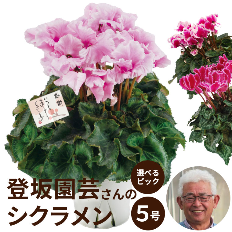 お花 シクラメン 5号 ギフト 送料無料 『 登坂さんの シクラメン の 鉢植え 5号鉢 』 お歳暮 花鉢 年末 花 プレゼント 女性 観葉植物 鉢 おしゃれ かわいい 誕生日プレゼント 義母 女友達 母親 友人 結婚祝い 引っ越し祝い 新築祝い 退職祝い 花まりか