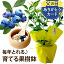 【予約受付中】 父の日 鉢植え プレゼント ブルーベリー 苗木 苗 『初夏の 果樹 鉢 植え 5号 』 ブルーベリーの苗木 販売 ミスティー 果物 フルーツ 果樹鉢 鉢花 果樹苗 果実 花 義父 お父さん 父親 父 祖父 誕生日プレゼント 男性 30代 60代 50代 70代 ギフト くだもの 2024