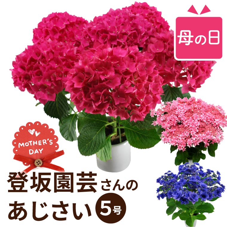 【予約受付中】 母の日 花鉢植え あじさい 鉢花 鉢植え プレゼント 花 2024 『丈夫で育てやす ...