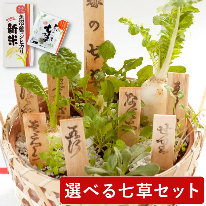 【あす楽16時まで】 七草 正月飾り 玄関 お年賀 『 春の七草 』 正月 花 お正月 お正月飾り お歳暮 ギフト 贈り物 フリーズドライ お米 新米 コシヒカリ 魚沼産 寄せ植え 鉢植え 草籠 おかゆ 七草がゆ 七草粥 年末年始 春 七草かご なずな ハコベ せり 芹 無病息災 花まりかのサムネイル