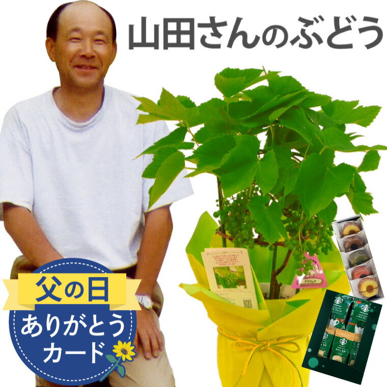 【予約受付中】 父の日 鉢植え プレゼント ぶどう 葡萄 果物 デラウェア コーヒー 山田さんの ぶどうの木 鉢 植え 植物 フルーツ 珈琲 お菓子 苗木 実付き 果樹鉢 果樹 ギフト 贈り物 父親 誕…