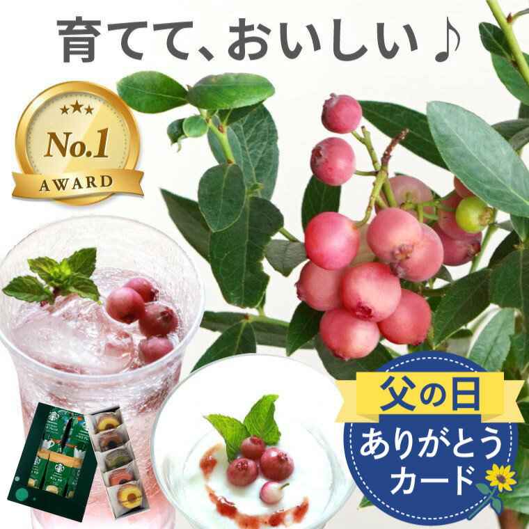 【予約受付中】 父の日 ブルーベリー 鉢植え プレゼント 果物 お菓子 スタバ 『 育てる 果樹鉢 ピンクレモネード 』 コーヒー 珈琲 苗木 苗 夏ギフト 誕生日プレゼント 男性 40代 父親 義父 お父さん 60代 50代 70代 暑中見舞い 観葉植物 果樹 フルーツ ギフト 鉢花 くだもの