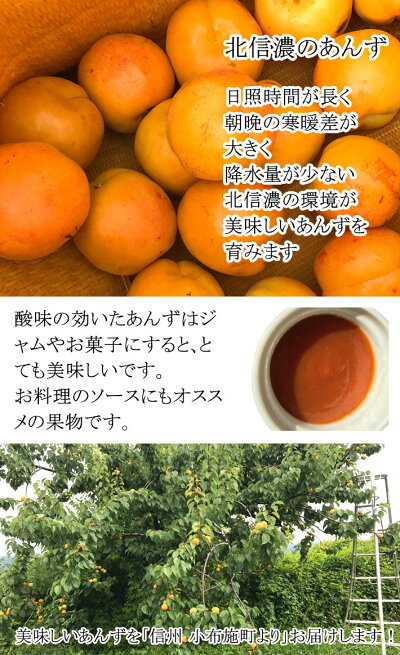 加工用あんずアプリコット減農薬長野県産2キロ
