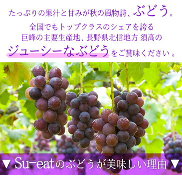 9月中旬発送　訳あり 巨峰　種なし ぶどう 長野県産 3キロ　レビューを書いたら200円クーポン