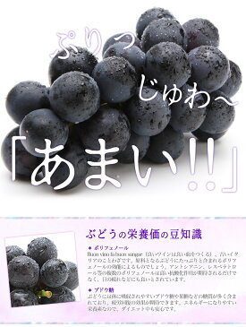 9月中旬発送　巨峰　訳あり 種なし ぶどう　長野県産　2キロ　レビューを書いたら200円クーポン