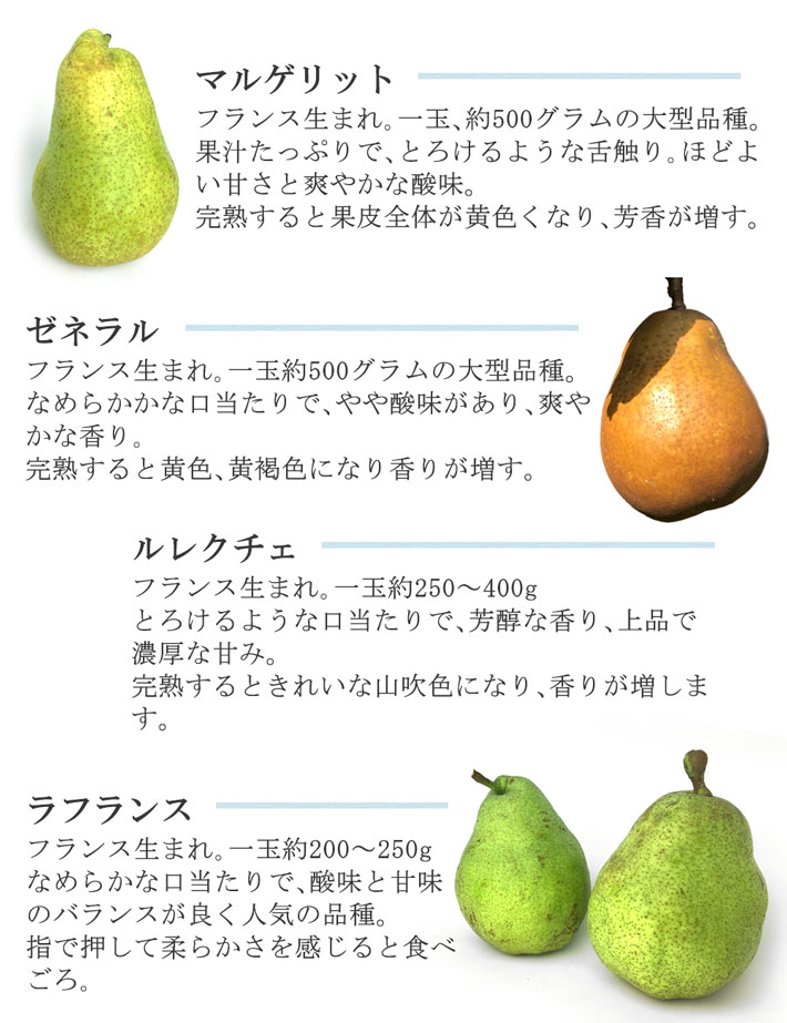 9月下旬〜10月上旬　特選 マルゲリットマリーラ　洋梨 長野県産 10キロ　レビューを書いたら200円クーポン 2