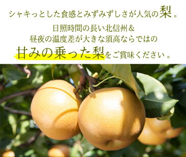 9月中旬発送　豊水　訳あり 梨 減農薬 長野県産　10キロ　レビューを書いたら200円クーポン