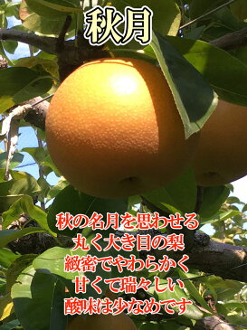 9月下旬発送　秋月 梨 訳あり 減農薬 完熟 長野県産　11キロ　レビューを書いたら200円クーポン